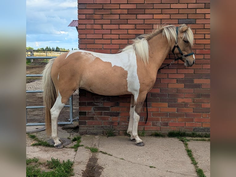 Islandais Jument 8 Ans 140 cm Pinto in Petershagen