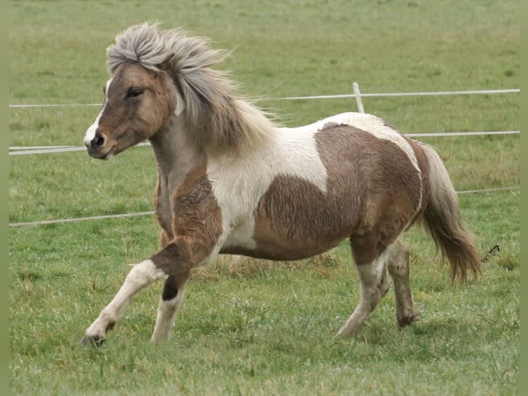 Islandais Jument 8 Ans 140 cm Pinto in Petershagen