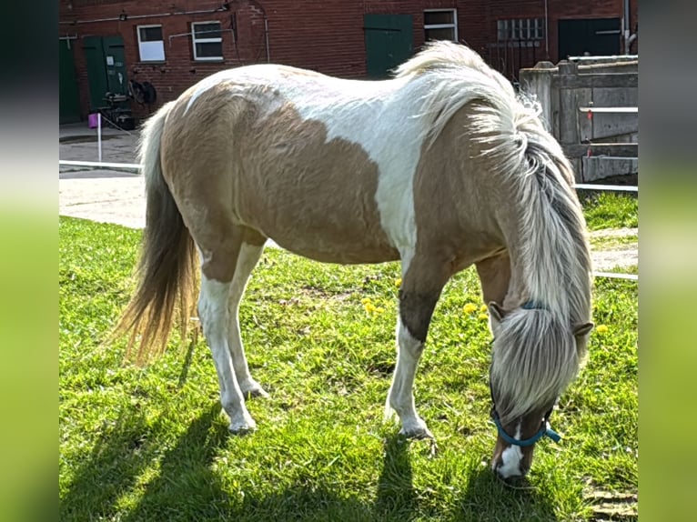 Islandais Jument 8 Ans 140 cm Pinto in Petershagen