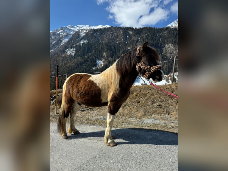 Islandais Jument 8 Ans 140 cm Pinto in Rauris