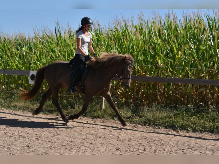 Islandais Jument 8 Ans 141 cm in Adelmannsfelden