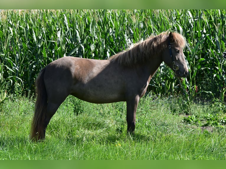 Islandais Jument 8 Ans 141 cm in Adelmannsfelden