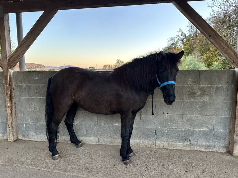 Islandais Jument 8 Ans 142 cm Noir in Waiblingen