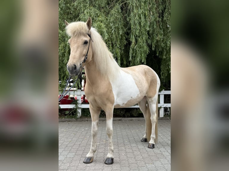Islandais Jument 8 Ans 142 cm Pinto in Lochen am See