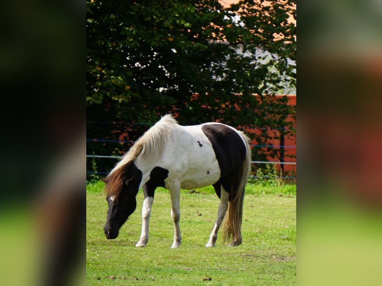 Islandais Jument 8 Ans 143 cm Pinto in Weener