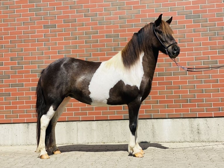 Islandais Jument 8 Ans 143 cm Pinto in Zweibr&#xFC;cken