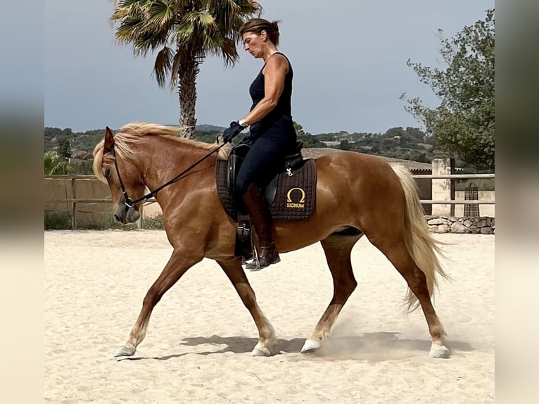 Islandais Jument 8 Ans 145 cm Alezan in Bl&#xE5;vand