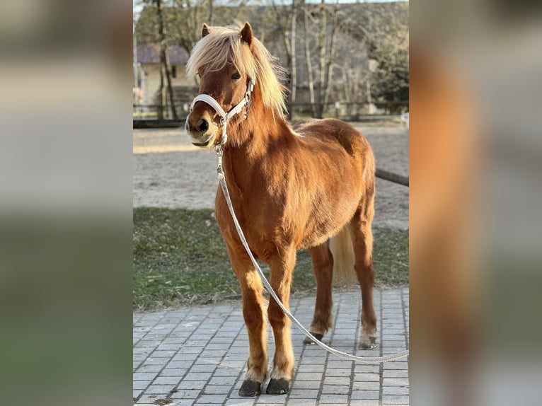 Islandais Jument 8 Ans 145 cm Alezan in Bl&#xE5;vand