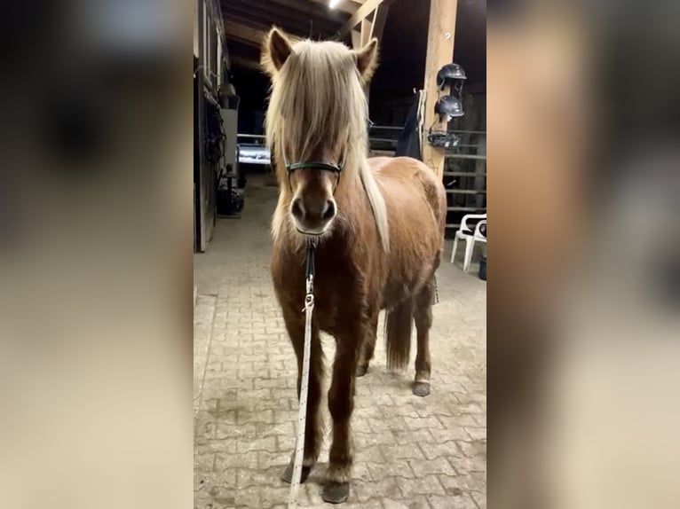 Islandais Jument 8 Ans 145 cm Alezan in Bl&#xE5;vand