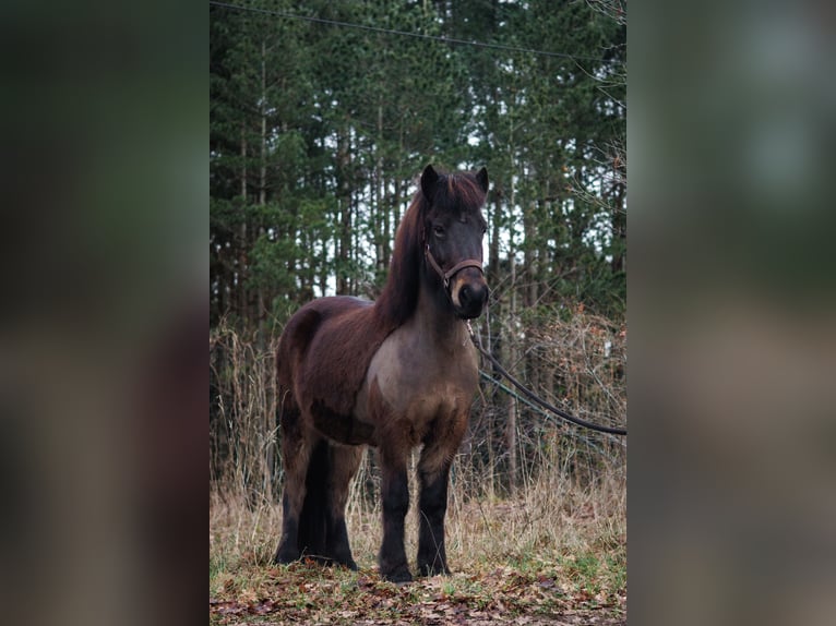 Islandais Jument 8 Ans 146 cm Bai in Hatten