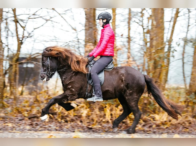 Islandais Jument 8 Ans 146 cm Noir in Taufkirchen an der Trattnach