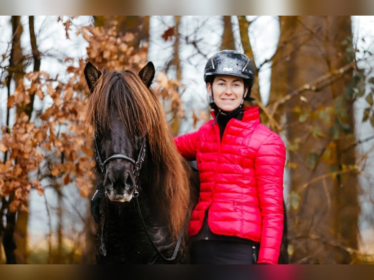 Islandais Jument 8 Ans 146 cm Noir in Taufkirchen an der Trattnach