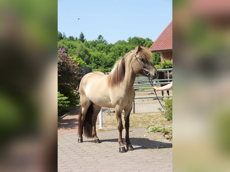 Islandais Jument 8 Ans 150 cm Isabelle in Soltau
