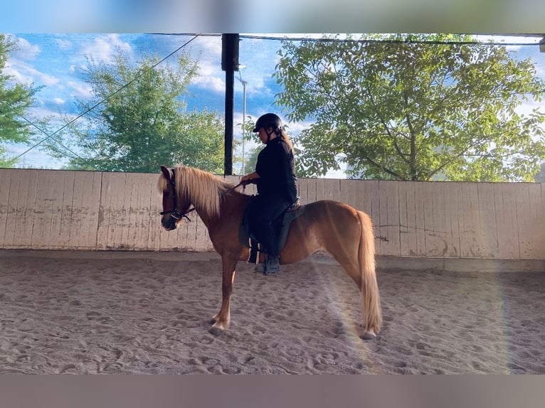 Islandais Jument 8 Ans Alezan in Reilingen