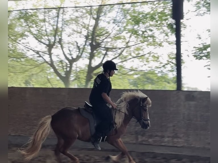 Islandais Jument 8 Ans Alezan in Reilingen