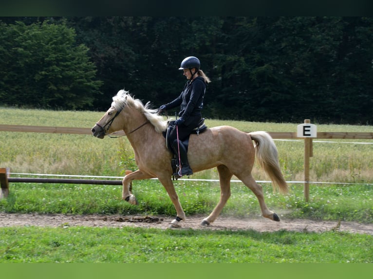 Islandais Jument 8 Ans in Hambergen