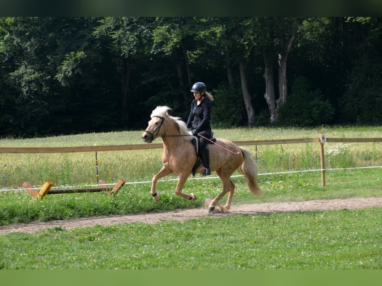 Islandais Jument 8 Ans in Hambergen