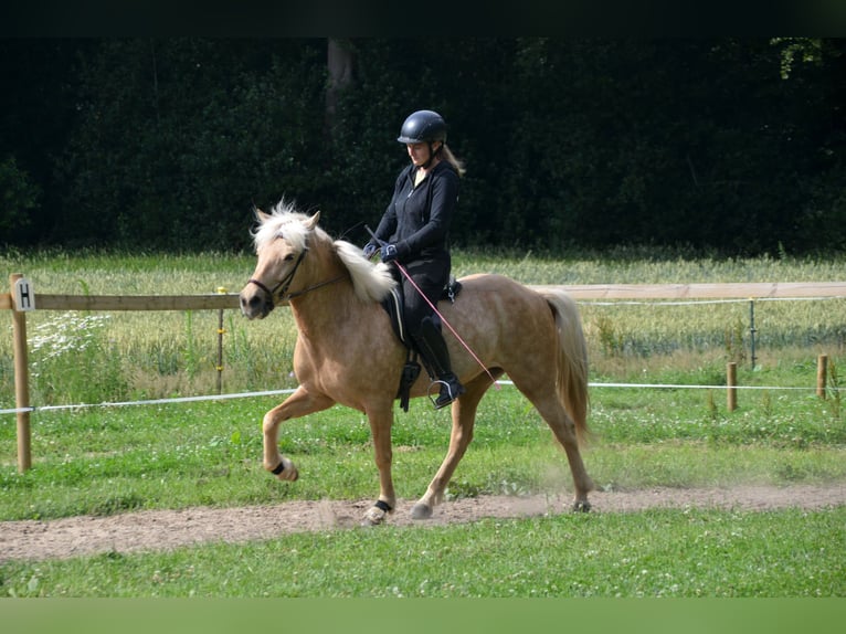 Islandais Jument 8 Ans in Hambergen