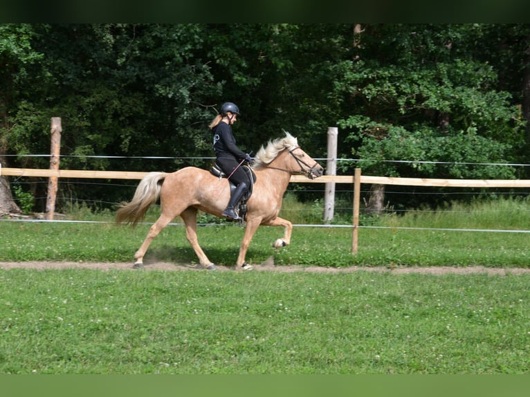 Islandais Jument 8 Ans in Hambergen