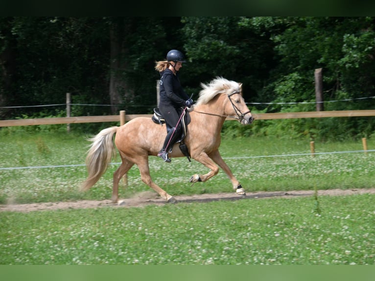 Islandais Jument 8 Ans in Hambergen