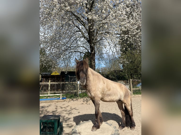 Islandais Jument 9 Ans 133 cm Isabelle in Hessisch Oldendorf
