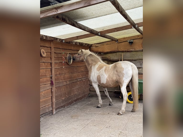 Islandais Jument 9 Ans 136 cm Pinto in Beekbergen