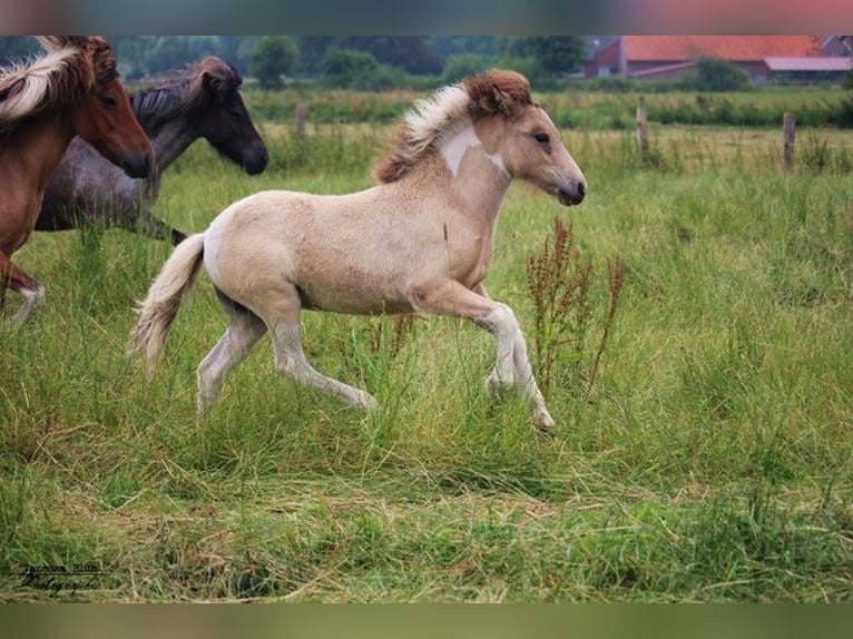 Islandais Jument 9 Ans 136 cm Pinto in Nottuln