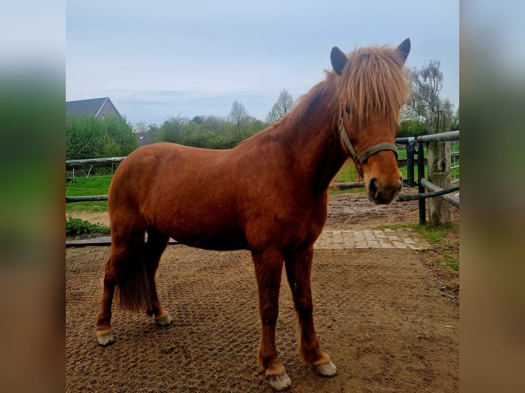 Islandais Jument 9 Ans 137 cm Alezan in Duisburg