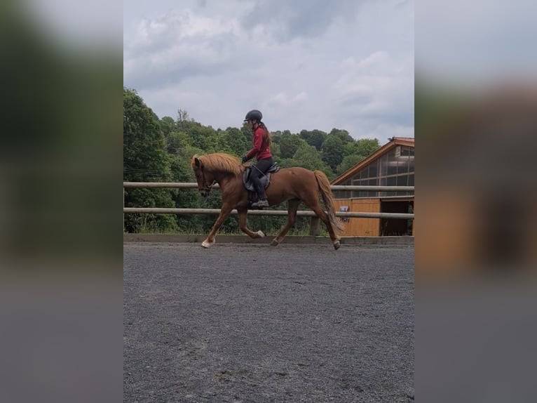 Islandais Jument 9 Ans 137 cm Alezan in Steinau an der Stra&#xDF;e