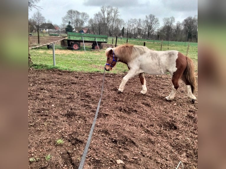 Islandais Jument 9 Ans 138 cm Pinto in Neustadt am Rübenberge