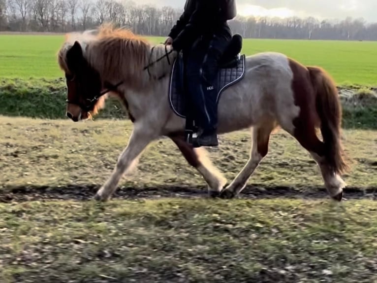 Islandais Jument 9 Ans 138 cm Pinto in Neustadt am Rübenberge