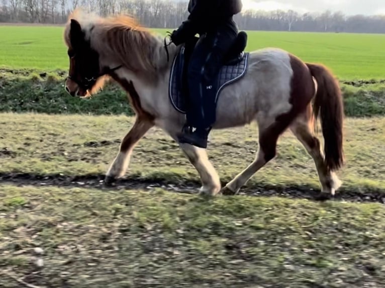 Islandais Jument 9 Ans 138 cm Pinto in Neustadt am Rübenberge