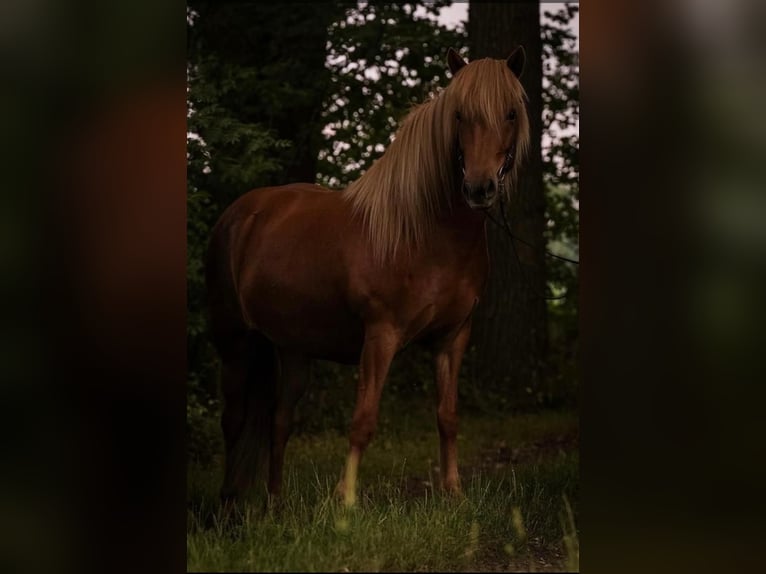 Islandais Jument 9 Ans 140 cm Alezan in Oberndorf