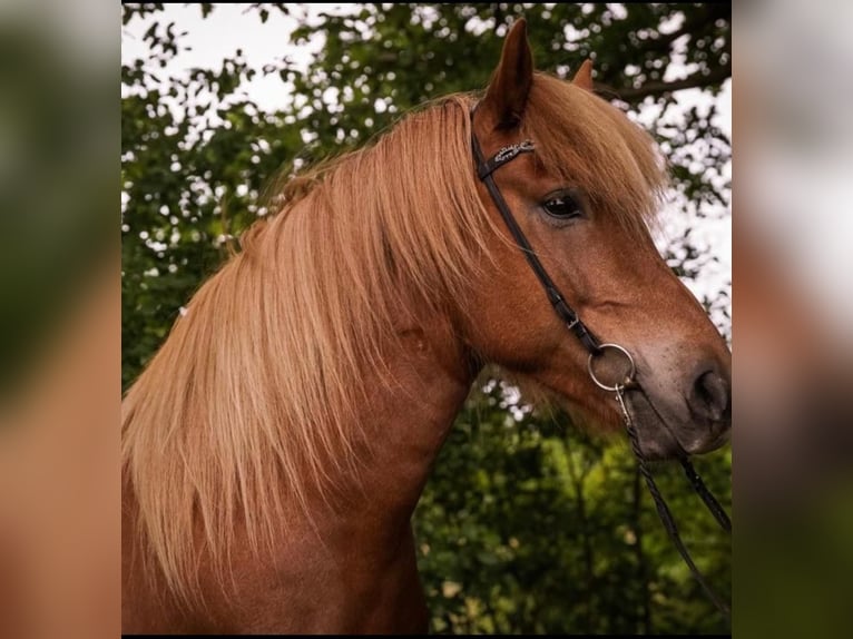 Islandais Jument 9 Ans 140 cm Alezan in Oberndorf