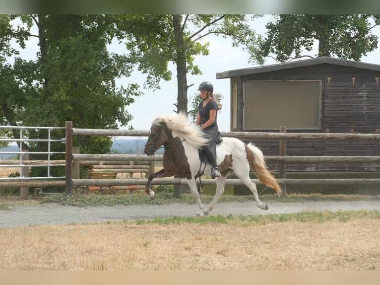 Islandais Jument 9 Ans 140 cm Pinto in Euskirchen