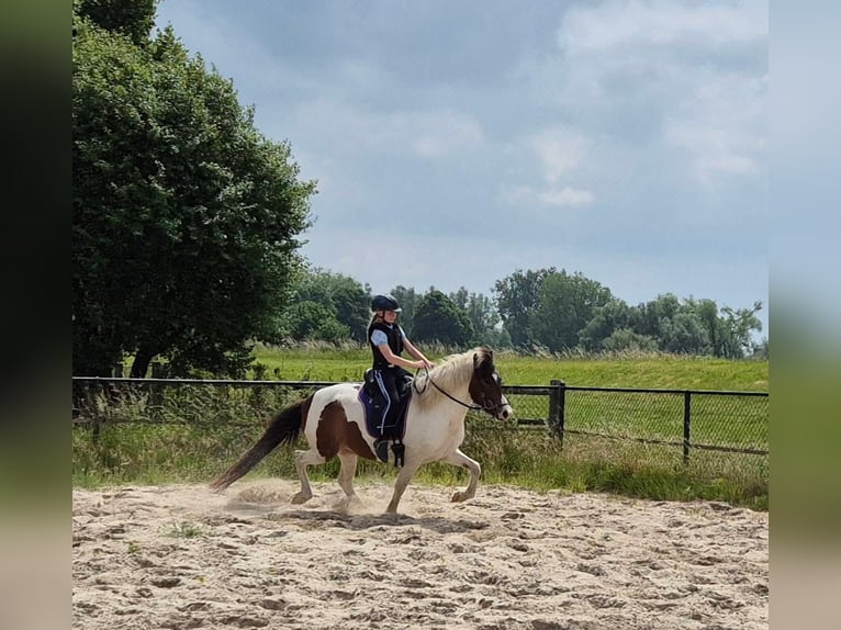 Islandais Jument 9 Ans 140 cm Pinto in Ottersum