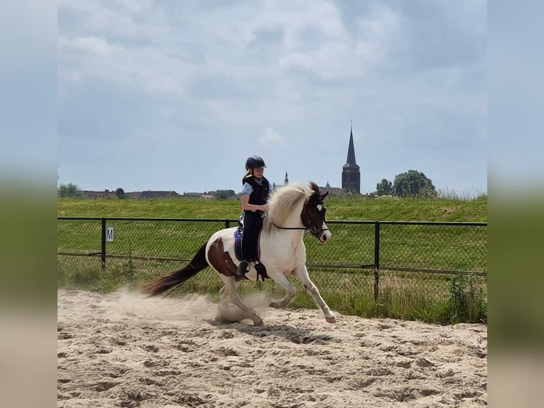 Islandais Jument 9 Ans 140 cm Pinto in Ottersum
