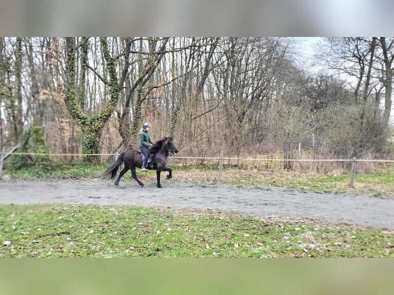 Islandais Jument 9 Ans 142 cm Noir in Guxhagen