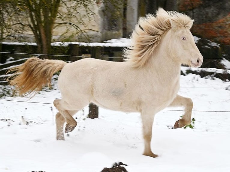 Islandais Jument 9 Ans 142 cm Perlino in Güssing