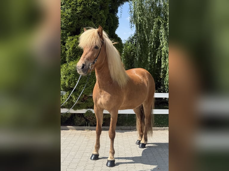 Islandais Jument 9 Ans 143 cm Alezan in Lochen am See