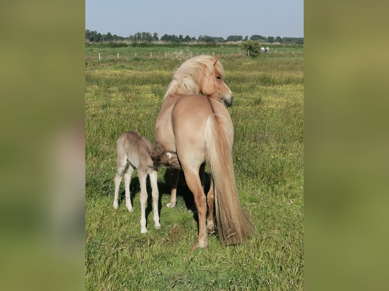 Islandais Jument 9 Ans 143 cm Alezan dun in Alkmaar