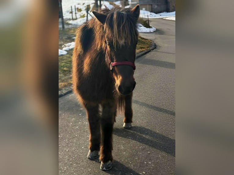 Islandais Jument 9 Ans 144 cm Bai brun foncé in Haiming