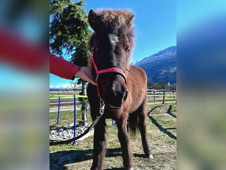 Islandais Jument 9 Ans 144 cm Bai brun foncé in Haiming