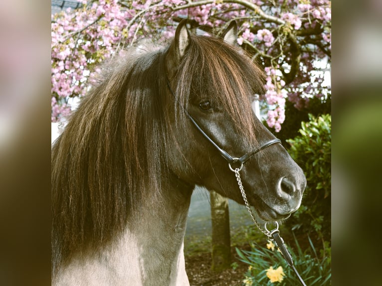 Islandais Jument 9 Ans 144 cm Pinto in Friesenhagen