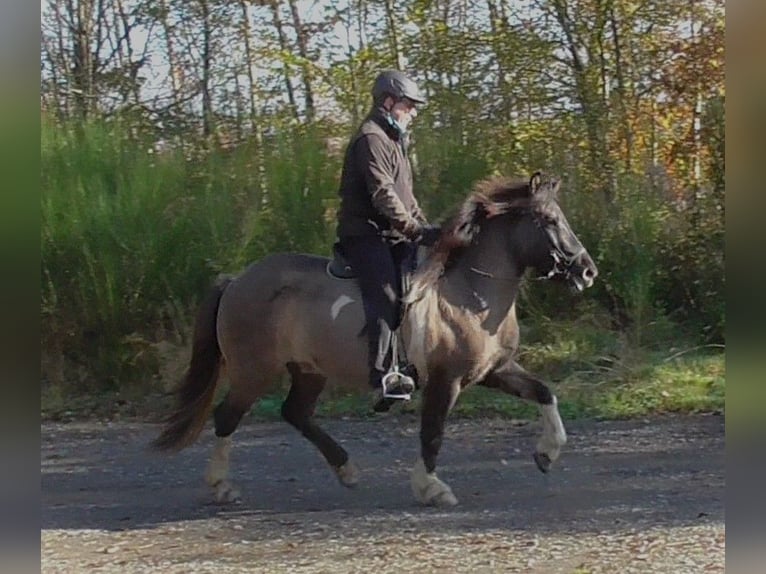 Islandais Jument 9 Ans 144 cm Pinto in Friesenhagen