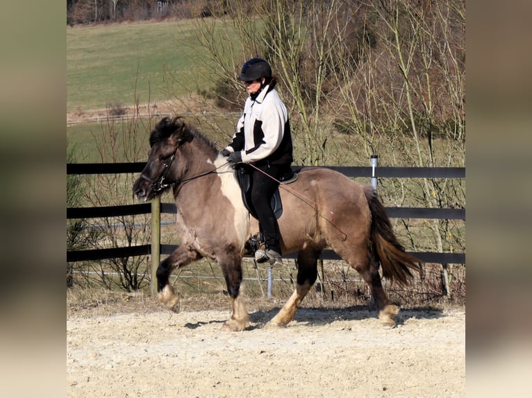 Islandais Jument 9 Ans 144 cm Pinto in Friesenhagen