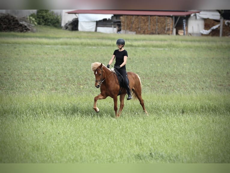 Islandais Jument 9 Ans 152 cm Alezan in Ebersberg