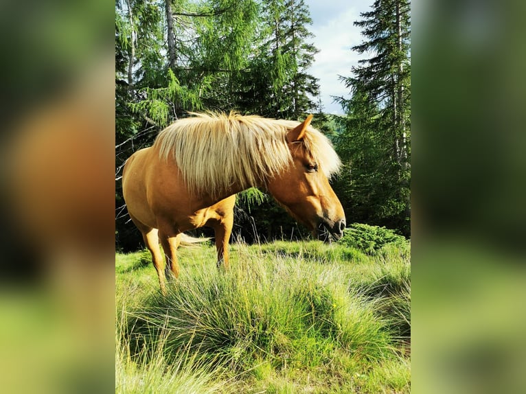 Islandais Jument 9 Ans Isabelle in Rennweg am Katschberg