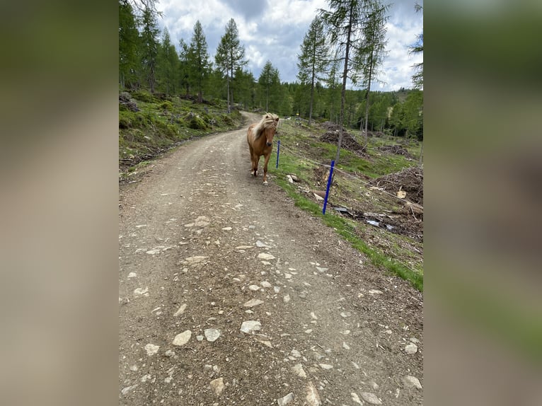 Islandais Jument 9 Ans Isabelle in Rennweg am Katschberg