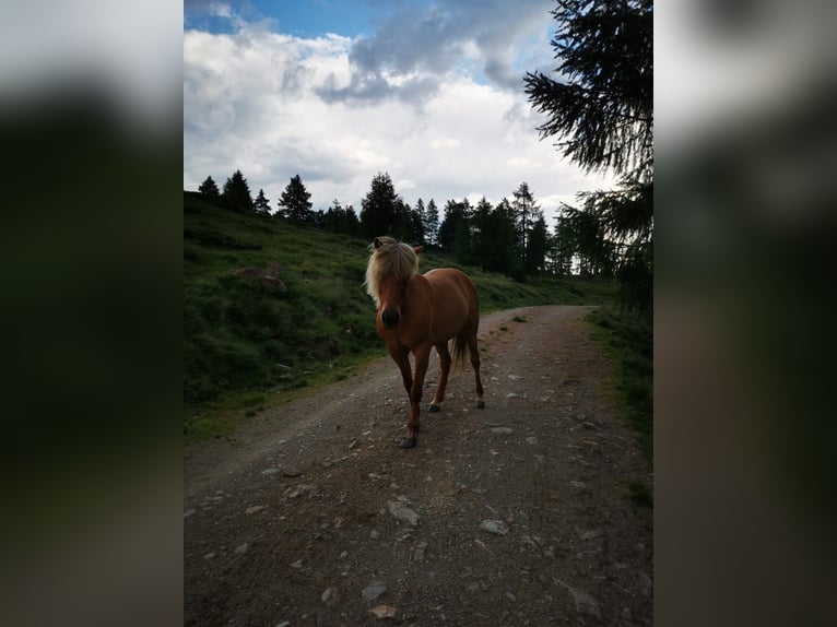 Islandais Jument 9 Ans Isabelle in Rennweg am Katschberg